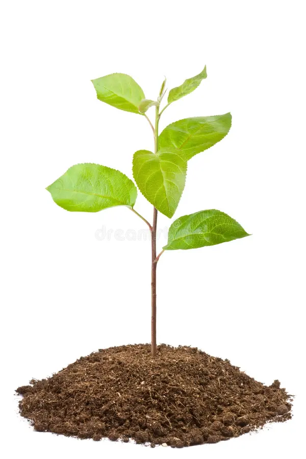 Saplings