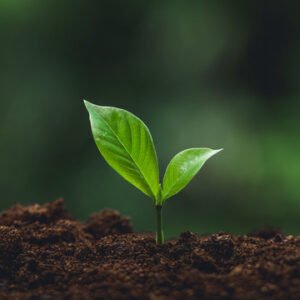 sapling